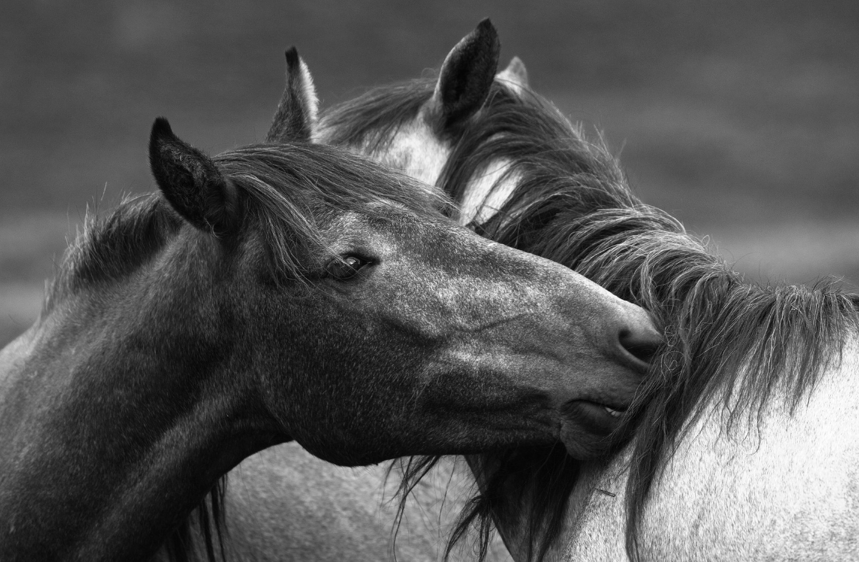 Looking after your [horse] mates Country Racing SA