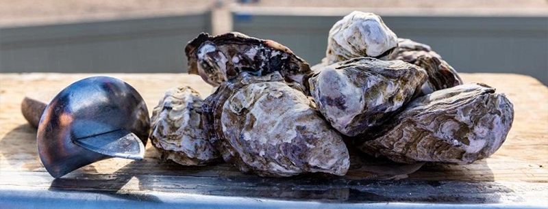 Oysters - Ceduna