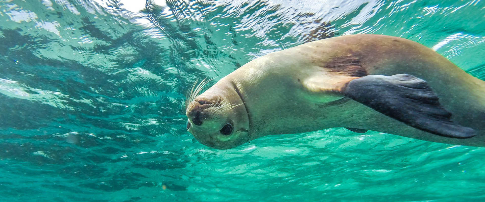 Sealion swim