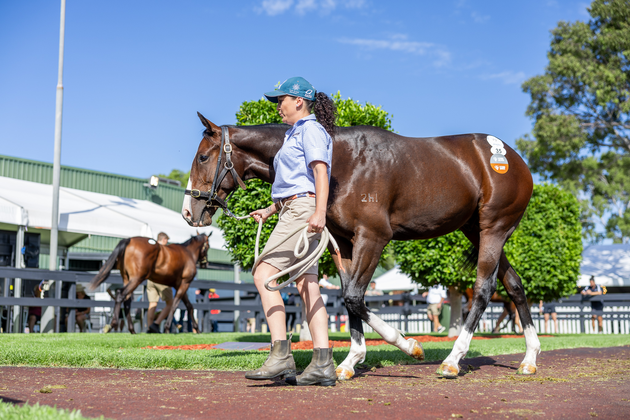 2025 Adelaide Magic Millions Sales Recap Country Racing SA